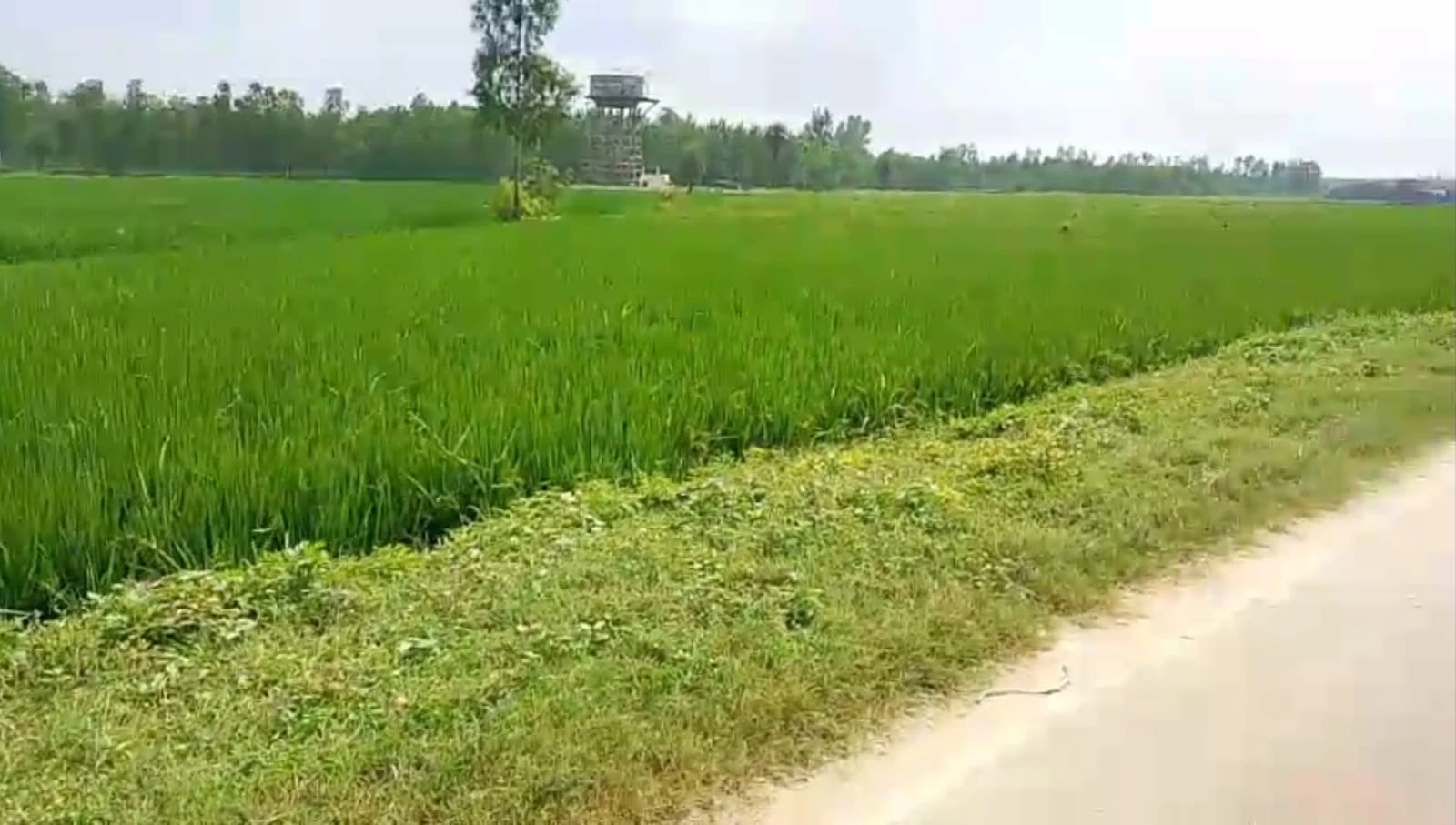 52 Biga in Sirohi